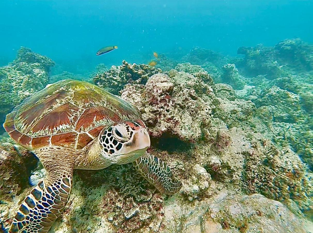La Concepcion Cove Garden Resort Moalboal Zewnętrze zdjęcie